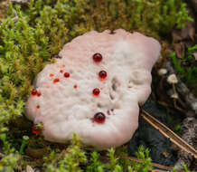 Image de Hydnellum peckii Banker 1912