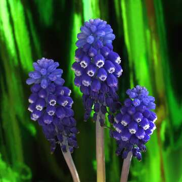 Imagem de Muscari armeniacum H. J. Veitch