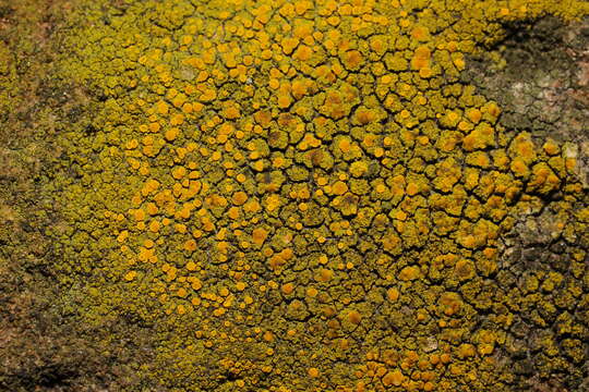 Image of eggyolk lichen