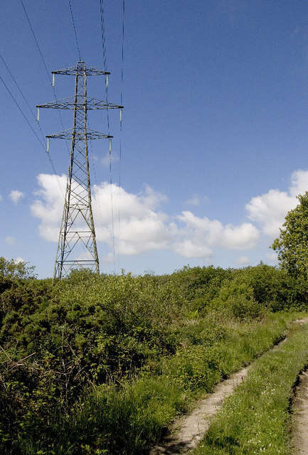 Image of goat willow