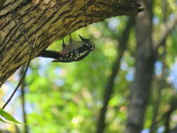 Image of Syrian Woodpecker