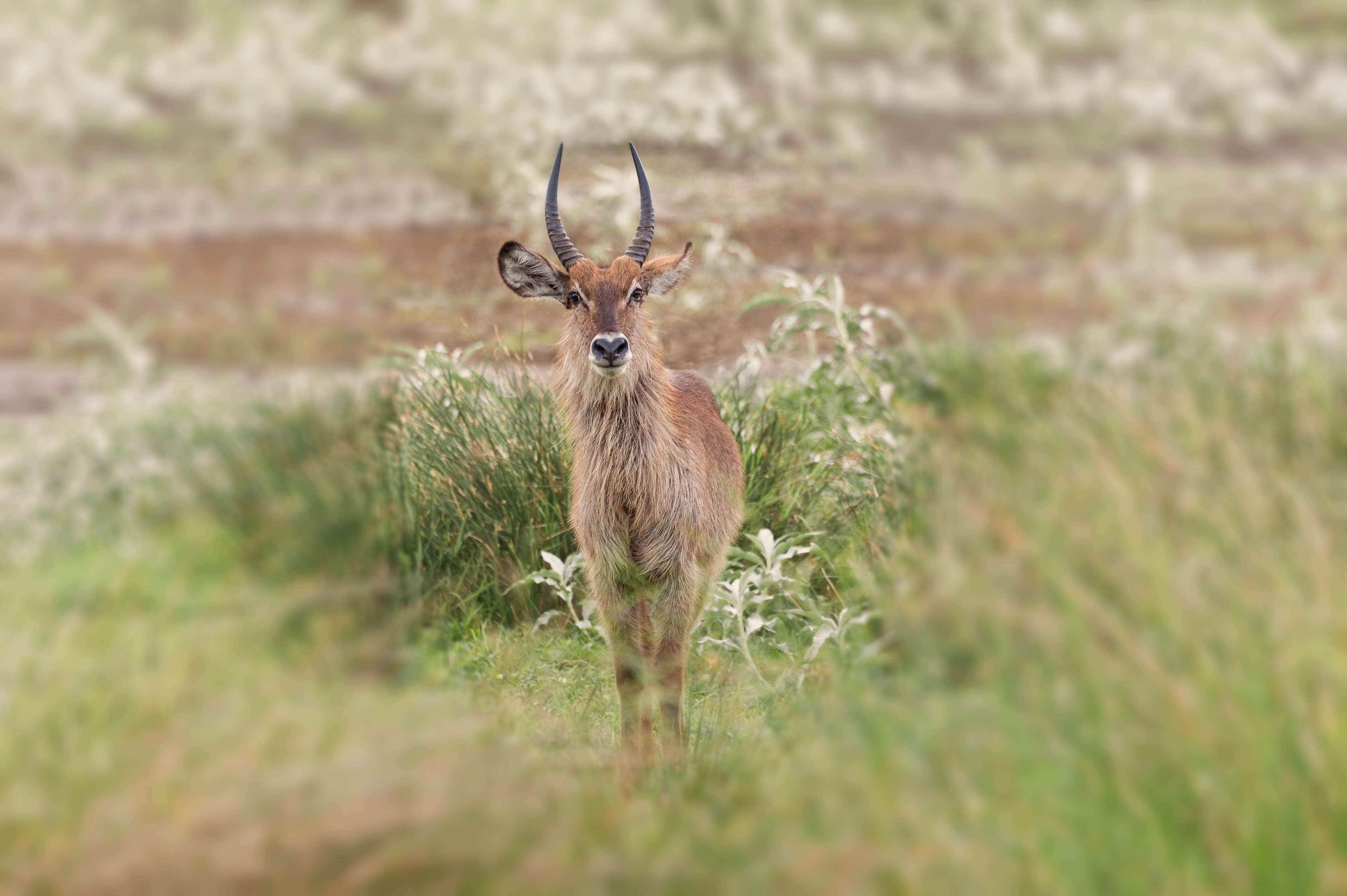 Image of Reduncinae