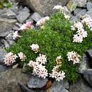 Image of Asperula gussonei Boiss.