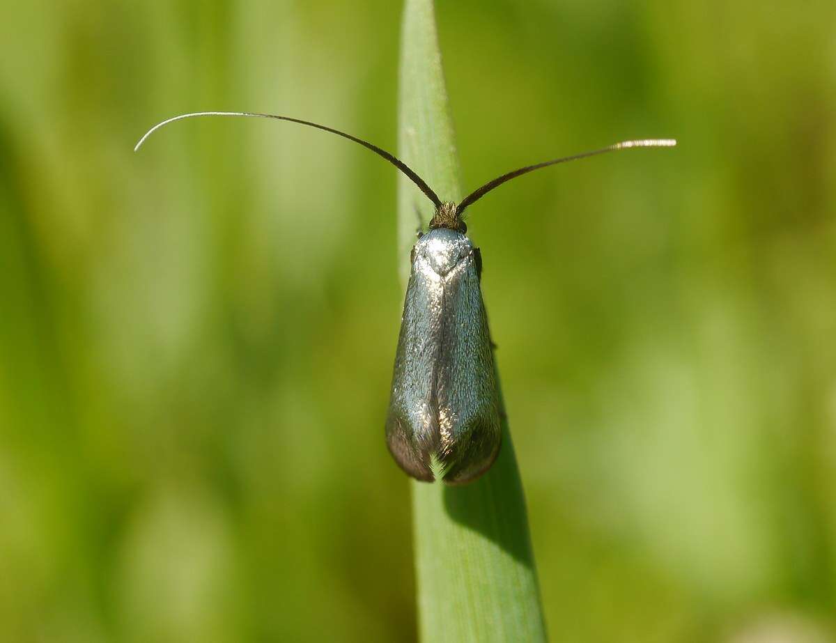 Image of Adela reaumurella