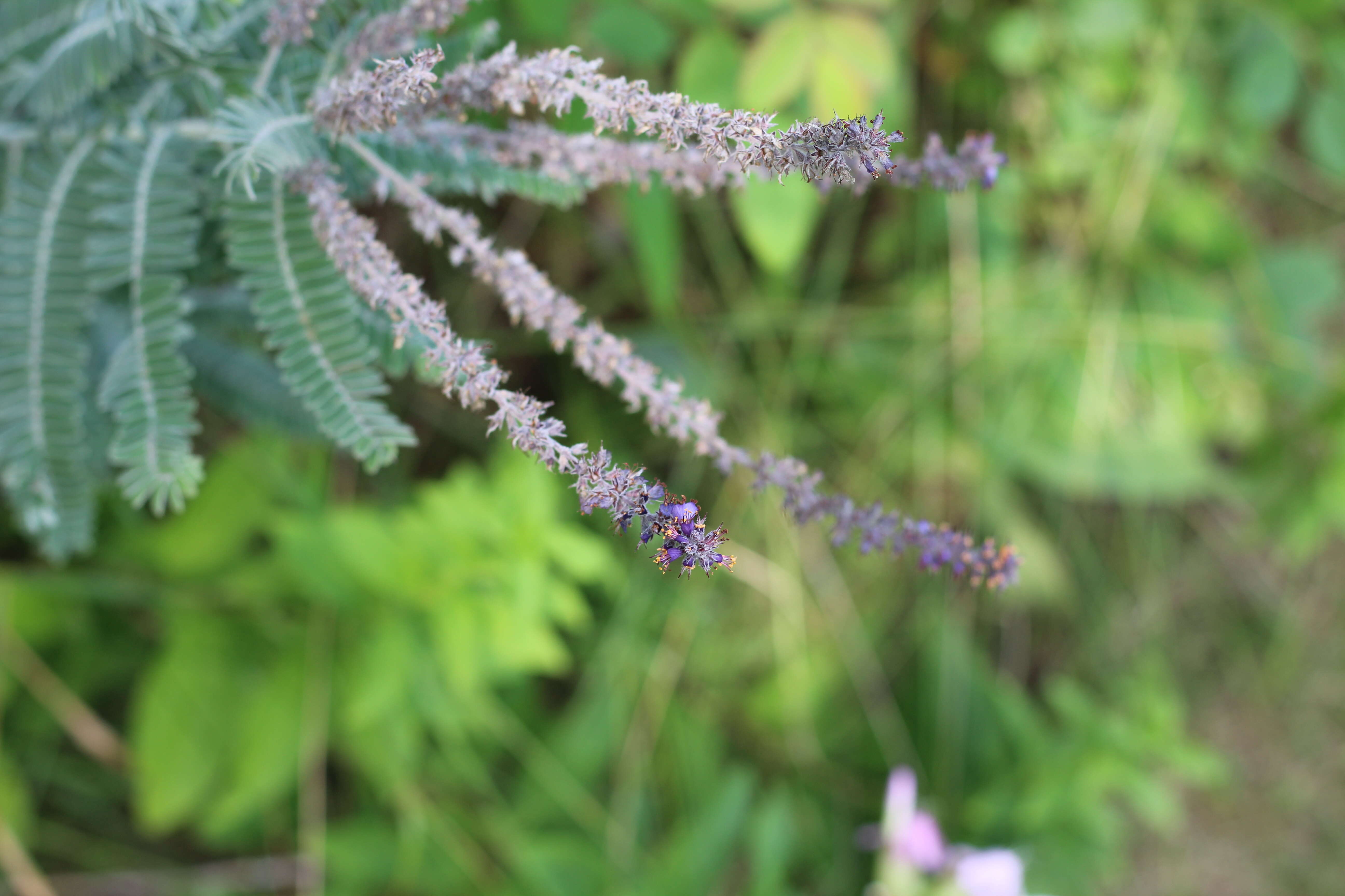 Image of false indigo