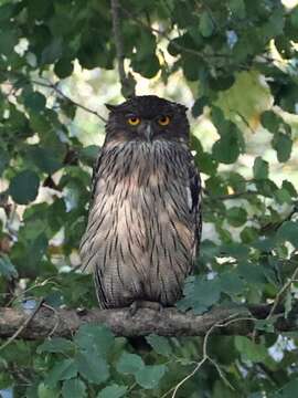 Image of Brown Fish Owl