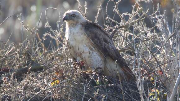 Image of Red-tailed Hawk