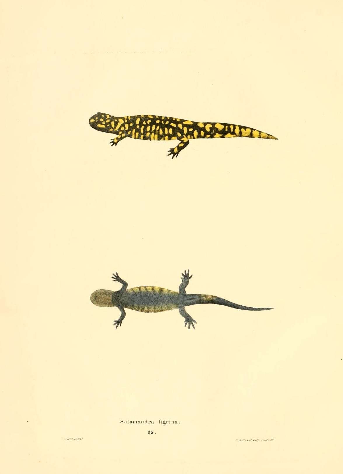 Слика од Ambystoma tigrinum (Green 1825)