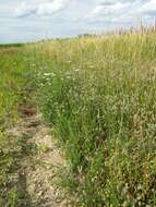 Image of common cottonrose