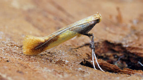 صورة Caloptilia alchimiella (Scopoli 1763)