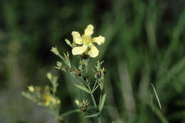Image of coppery St. Johnswort