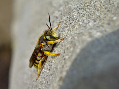 صورة Anthidium manicatum (Linnaeus 1758)