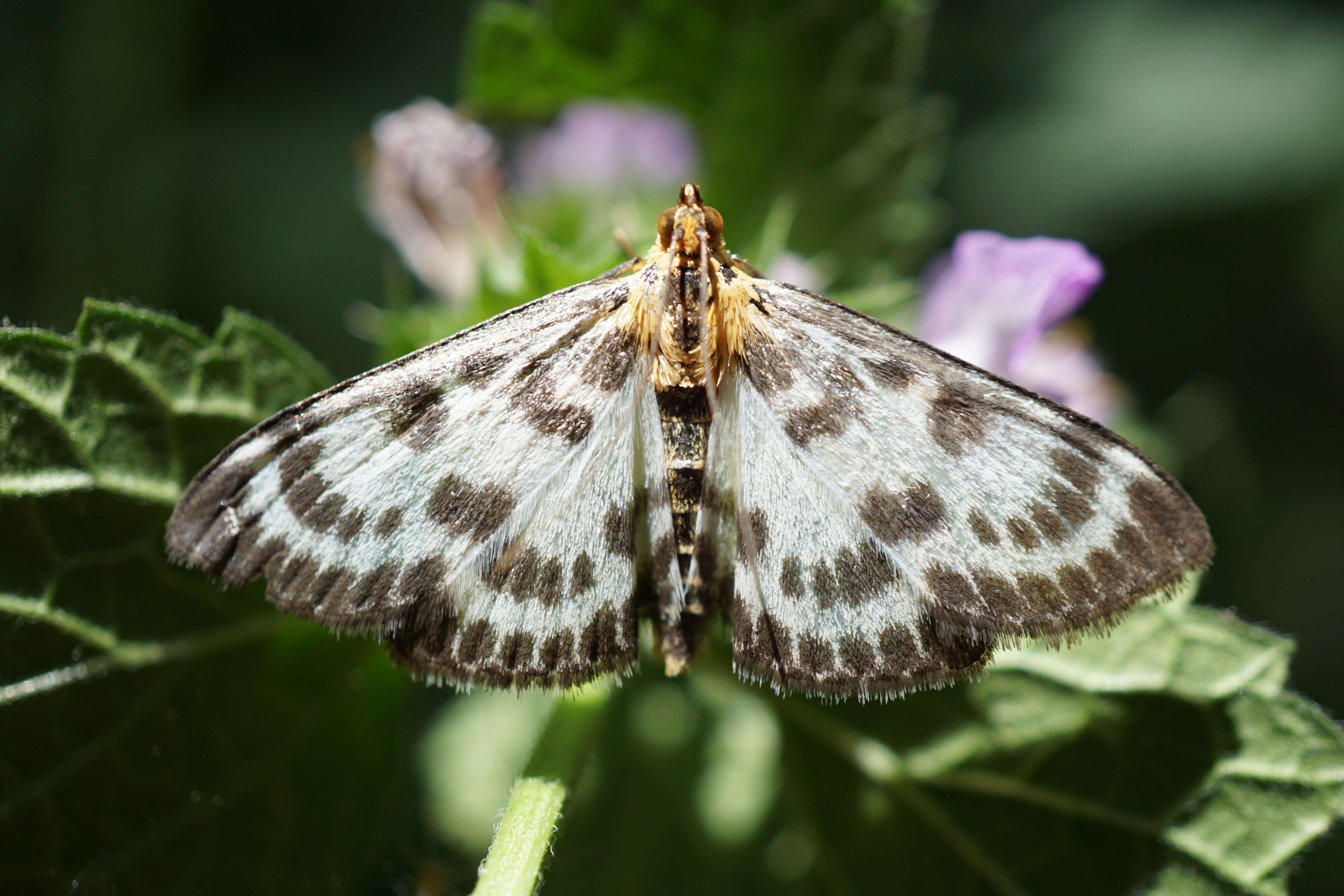 Слика од Anania hortulata