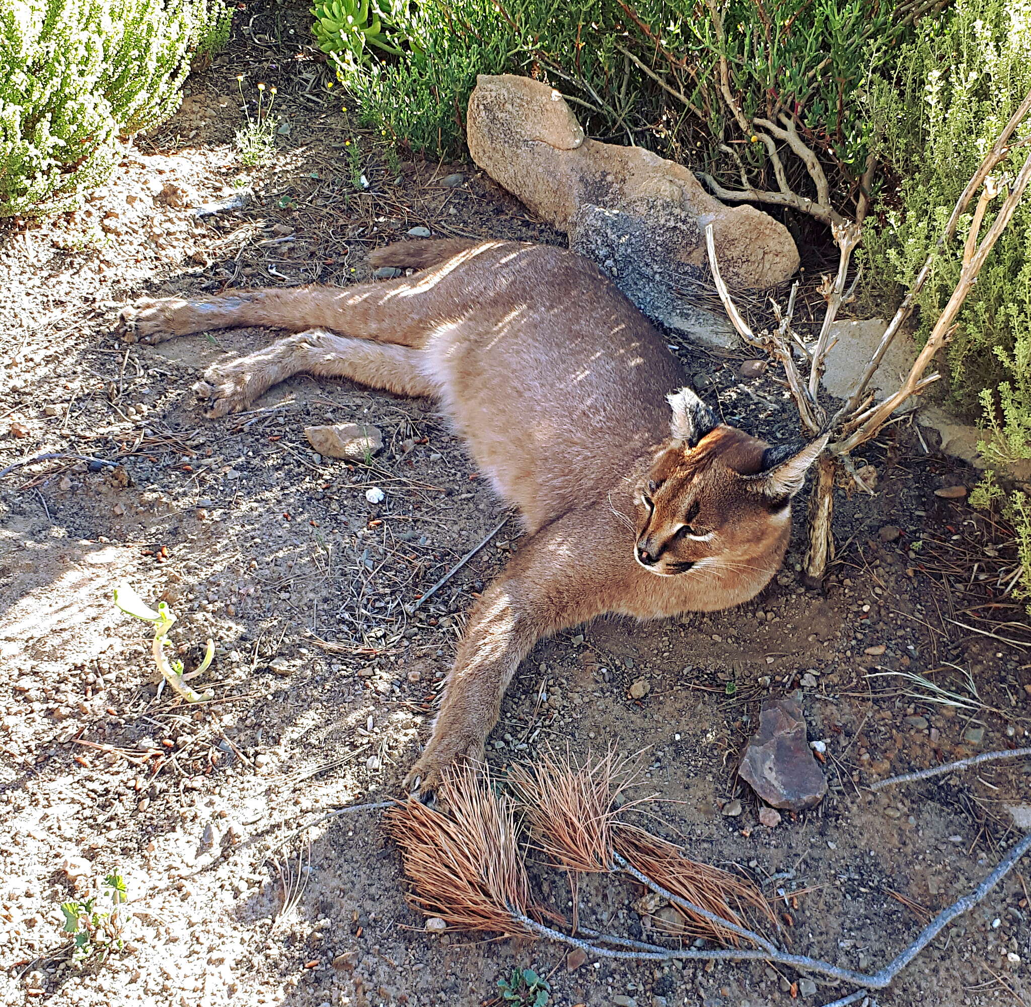 Image of Caracals