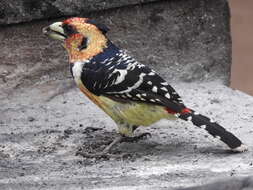 Image of Crested Barbet