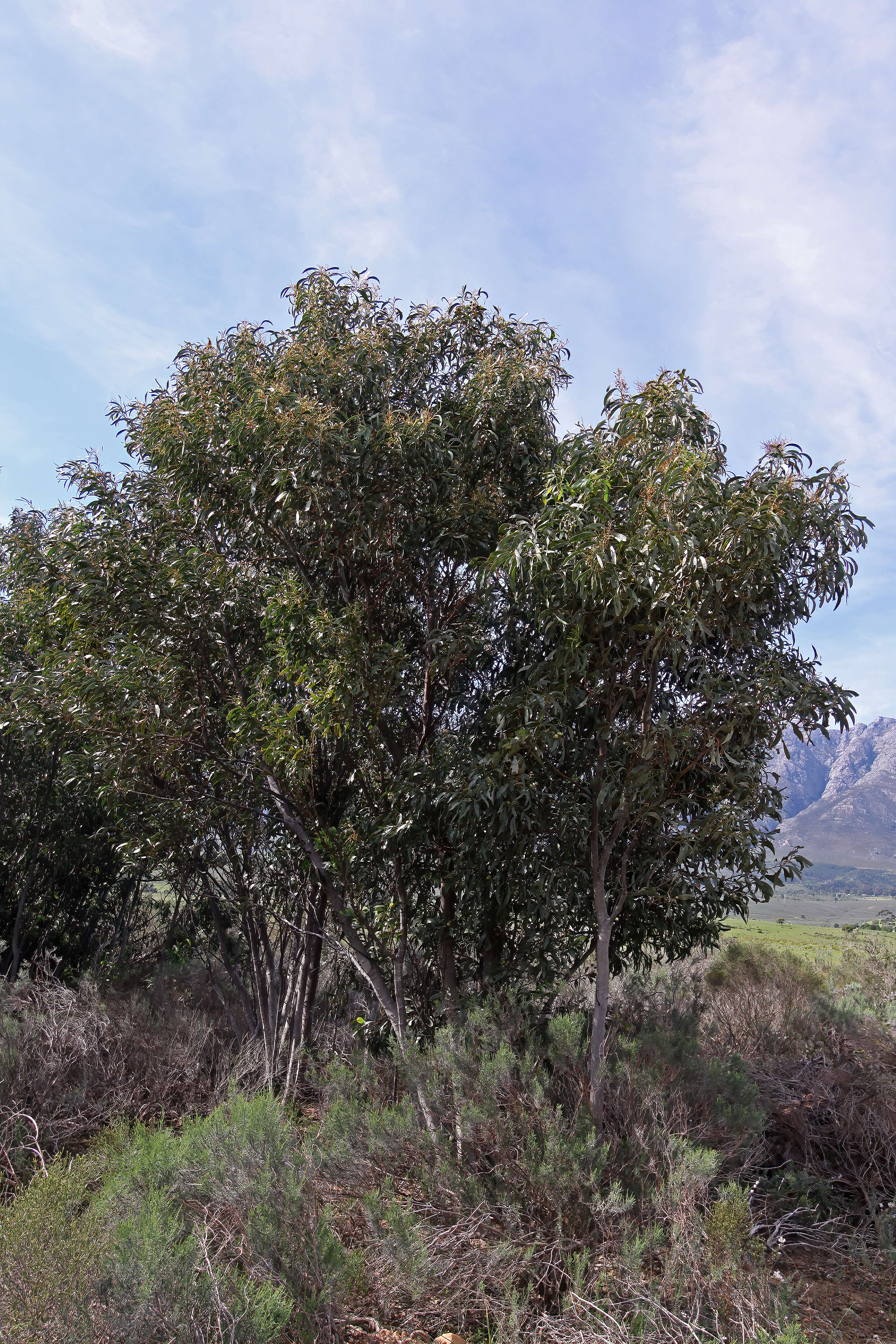 Sivun Acacia pycnantha Benth. kuva