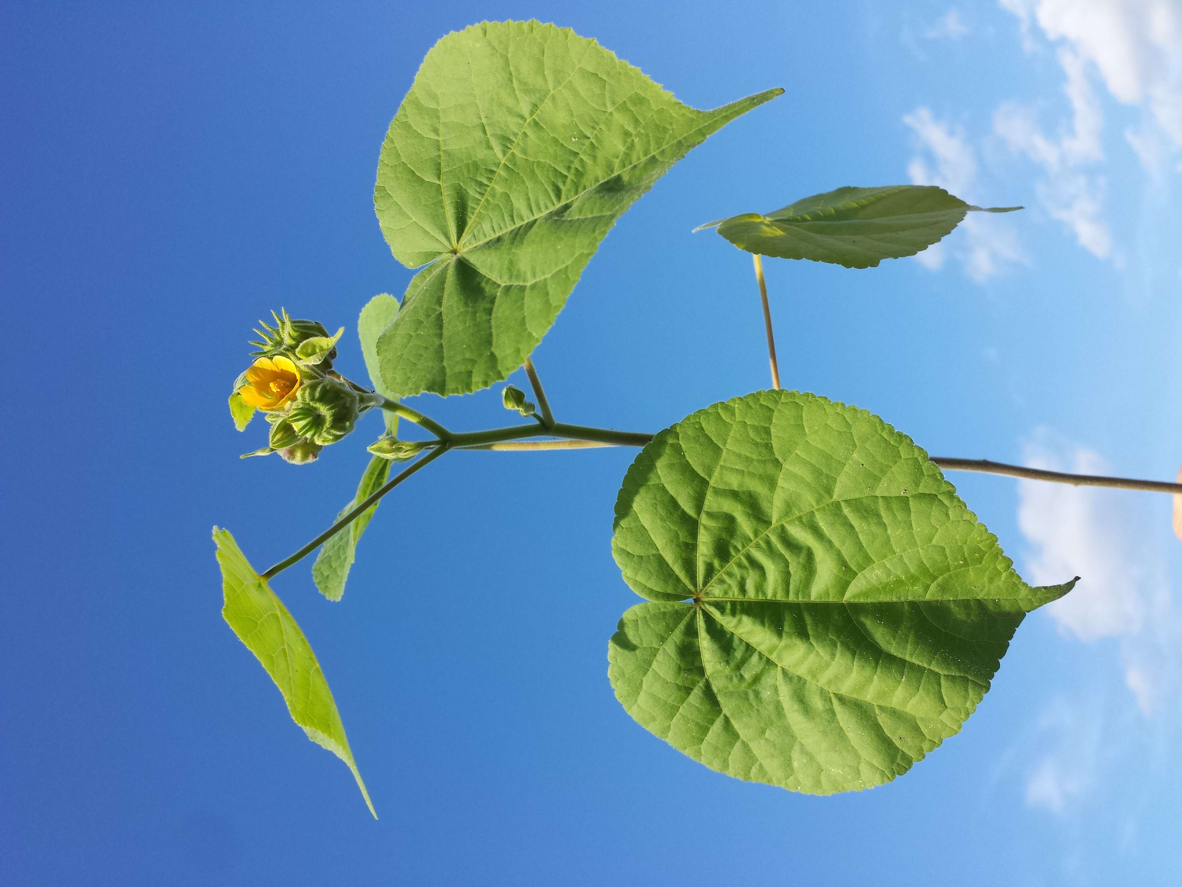 Image of Indianmallow