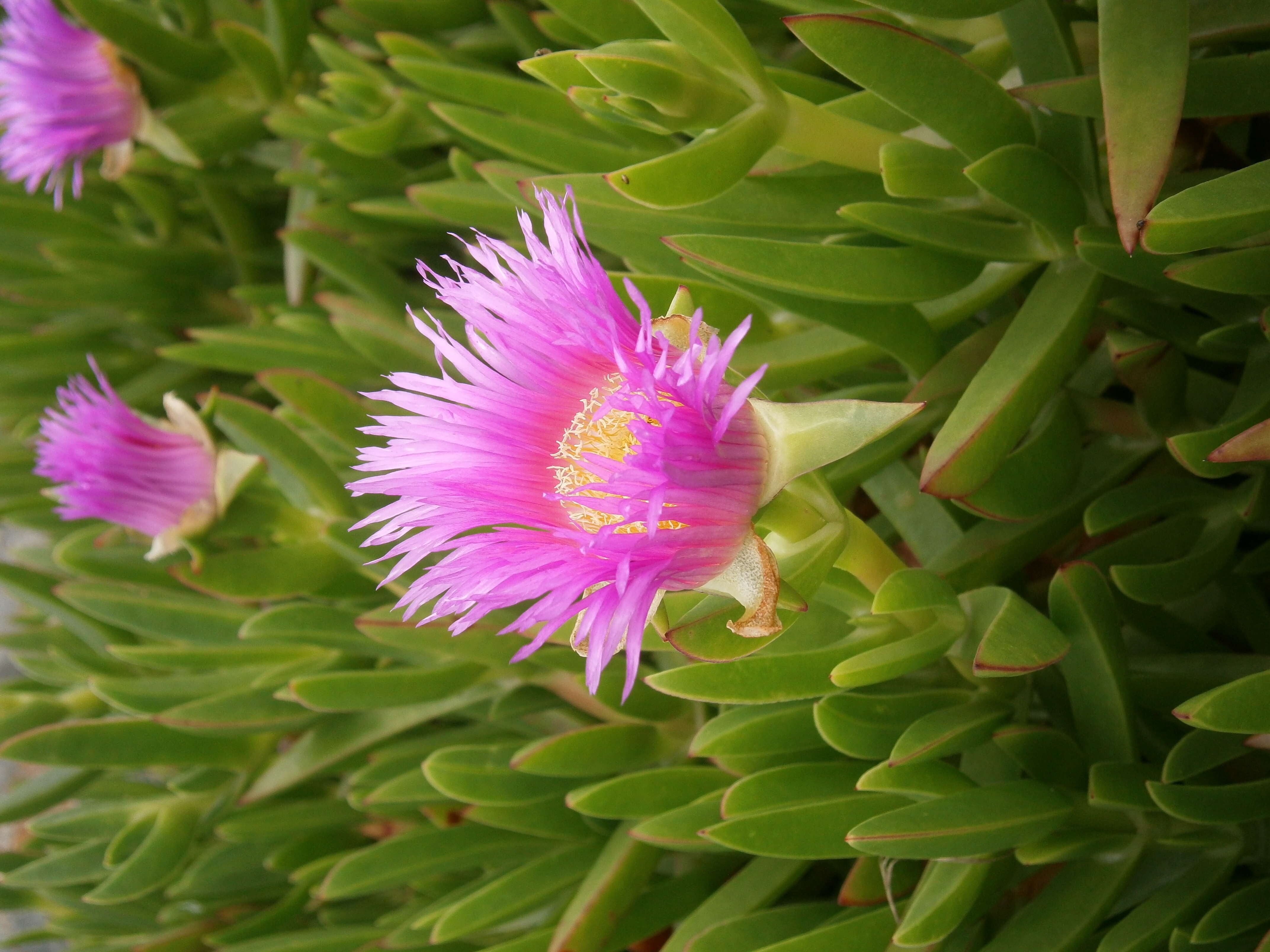 Image of hottentot fig