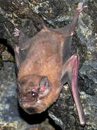 Image de Black-bearded Tomb Bat