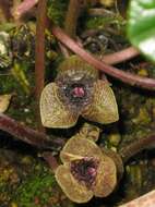 Image of Wild ginger