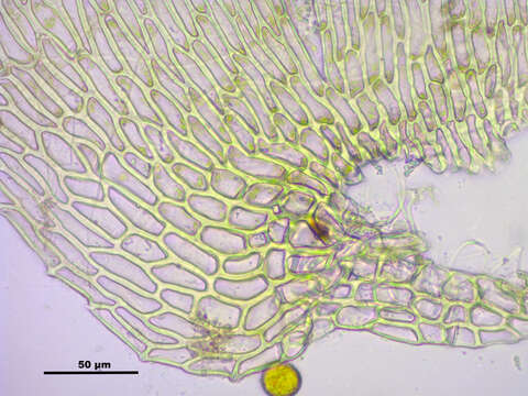 Image of ctenidium moss