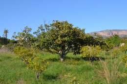 Image of loquat