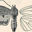 صورة Asteropetes noctuina Butler 1878