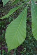 Image of shellbark hickory