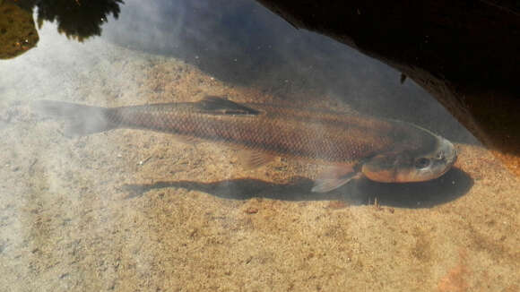 Image of Creek Chub