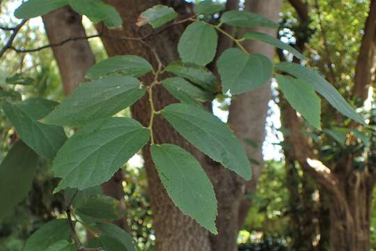 Image of Luehea divaricata Mart.