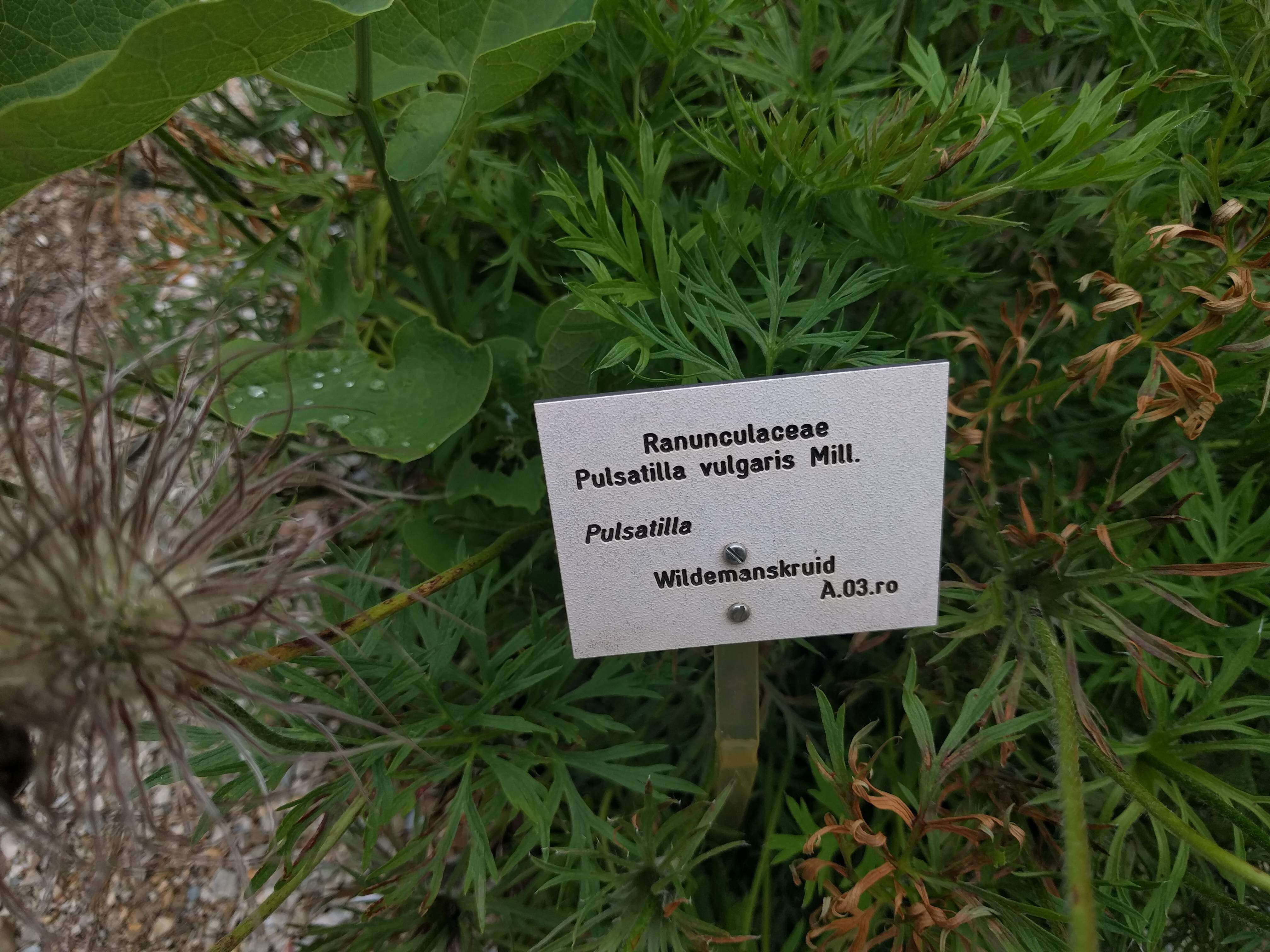 Image of European pasqueflower