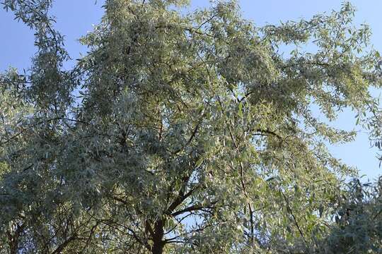 Plancia ëd Pyrus salicifolia Pall.