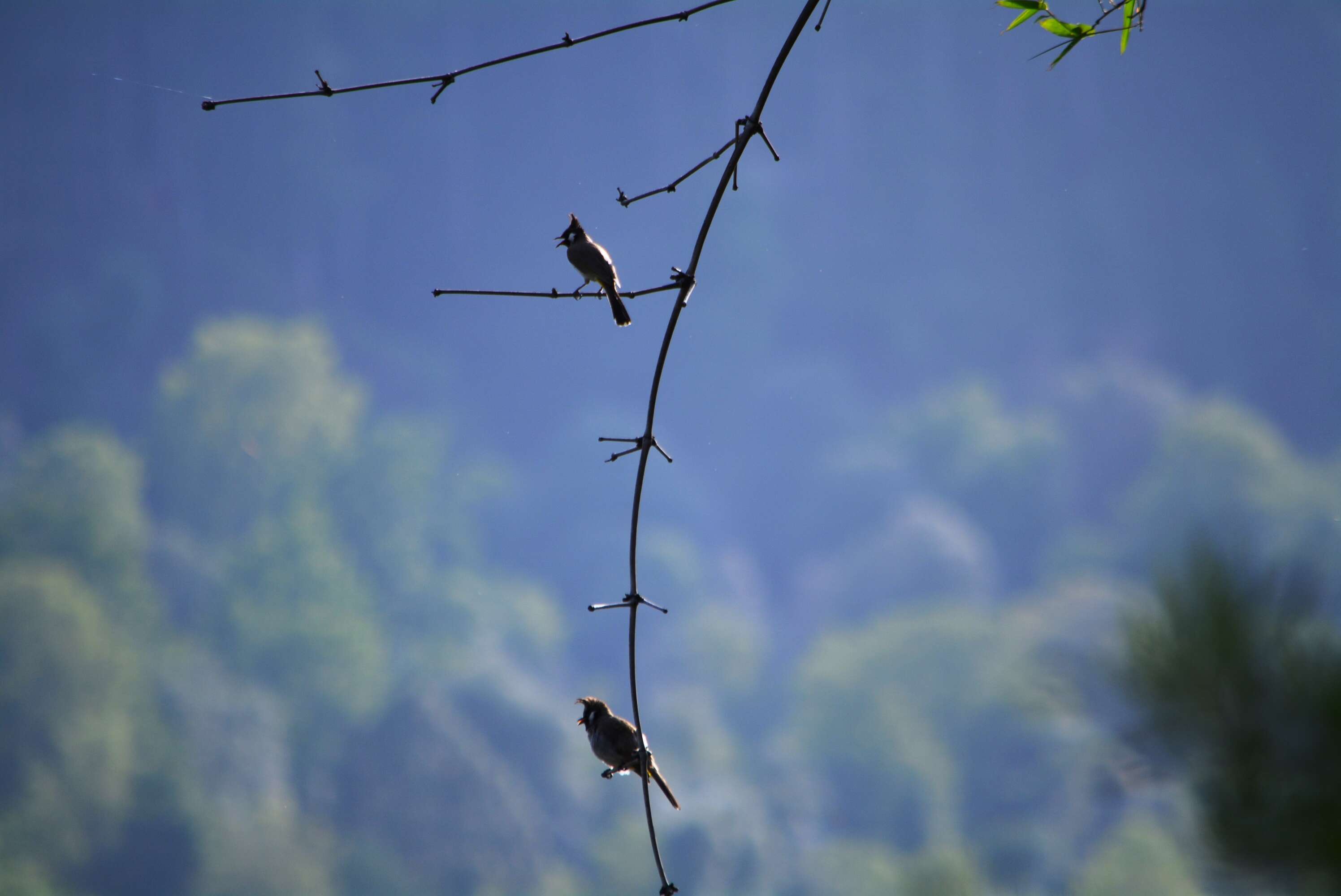 Image of Himalayan Bulbul