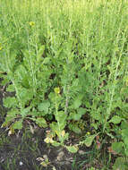 Image of Brassica rapa subsp. oleifera