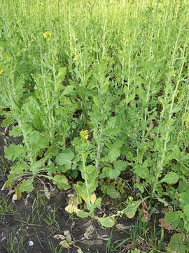 Imagem de Brassica rapa subsp. oleifera (DC.) Metzg.