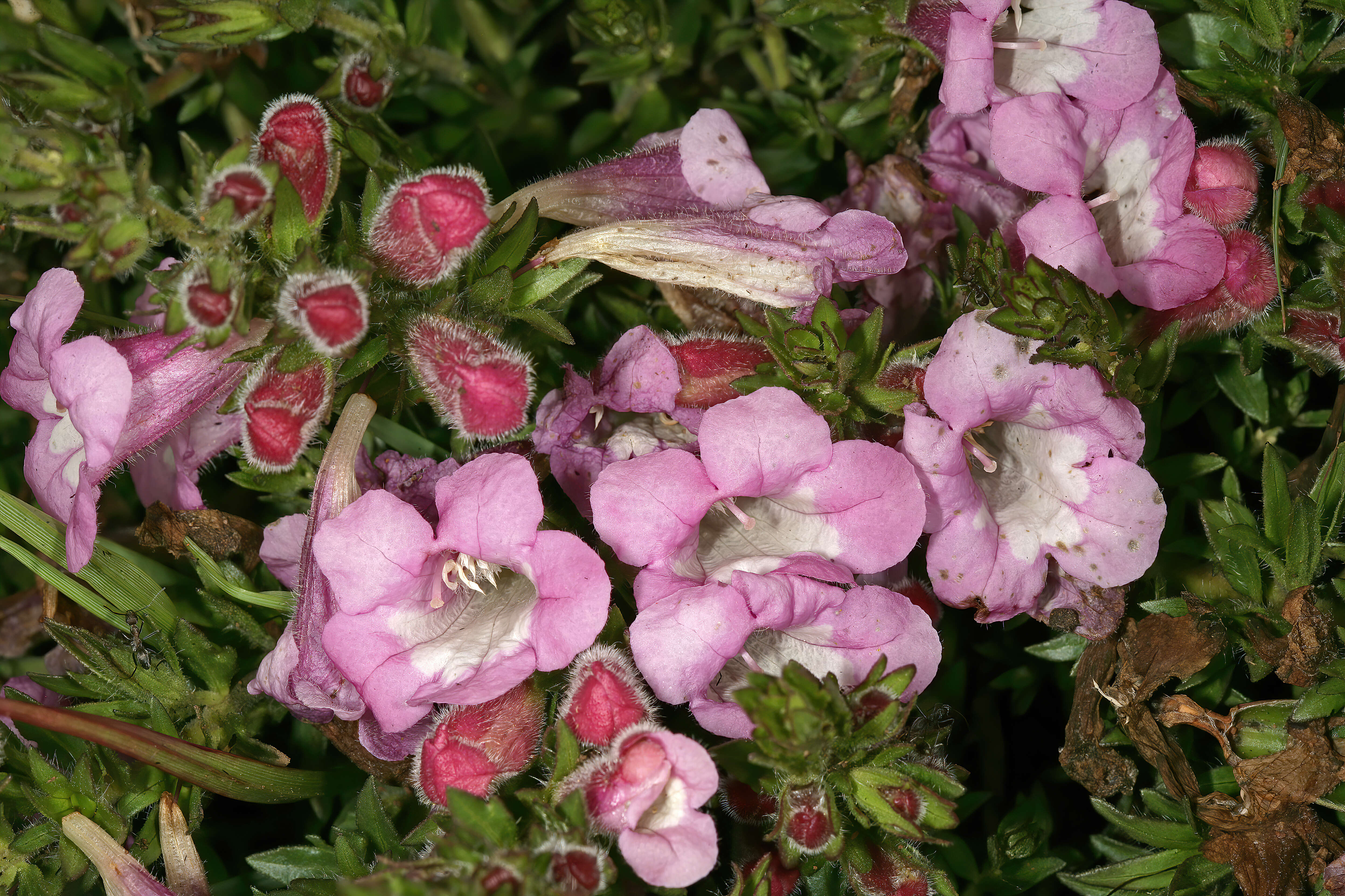 Image of Ground bells