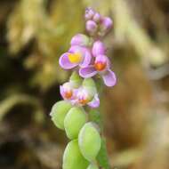 Image of Polygala tatarinowii Regel