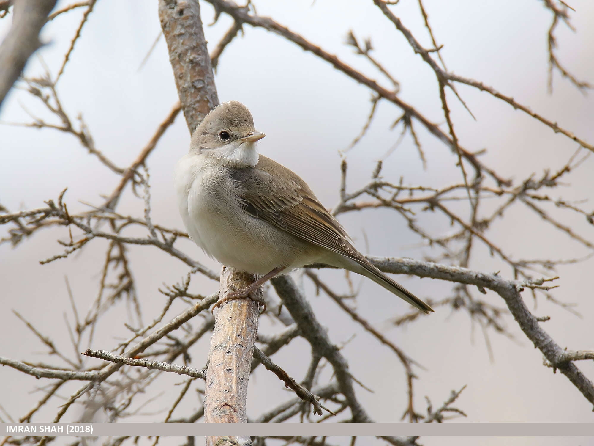 Image of Sylvia communis