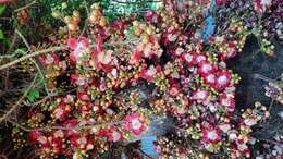 Image of Cannonball Tree