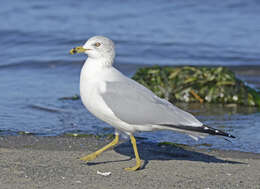 Image of Ring-billed Gull