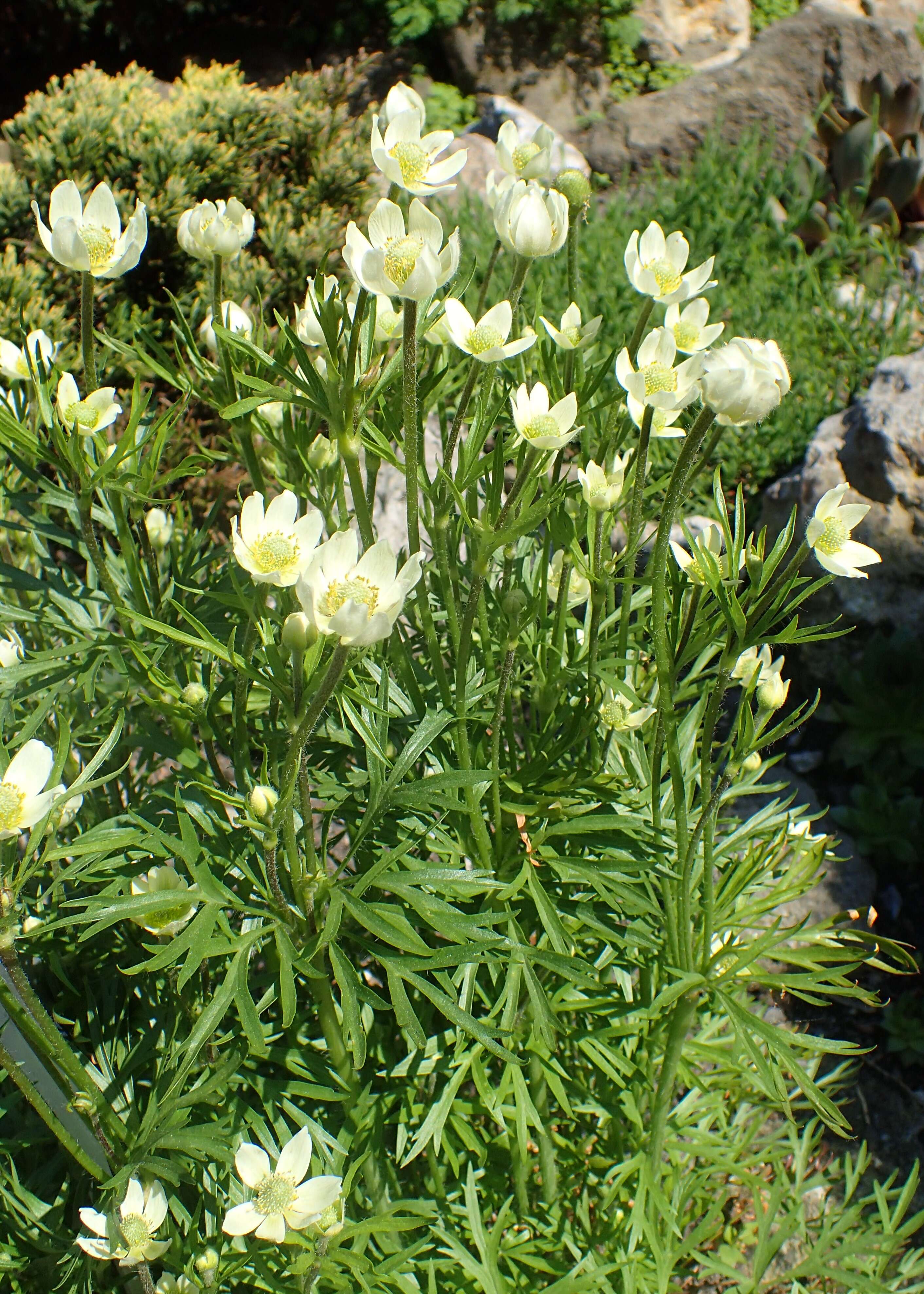 Anemone drummondii S. Wats. resmi