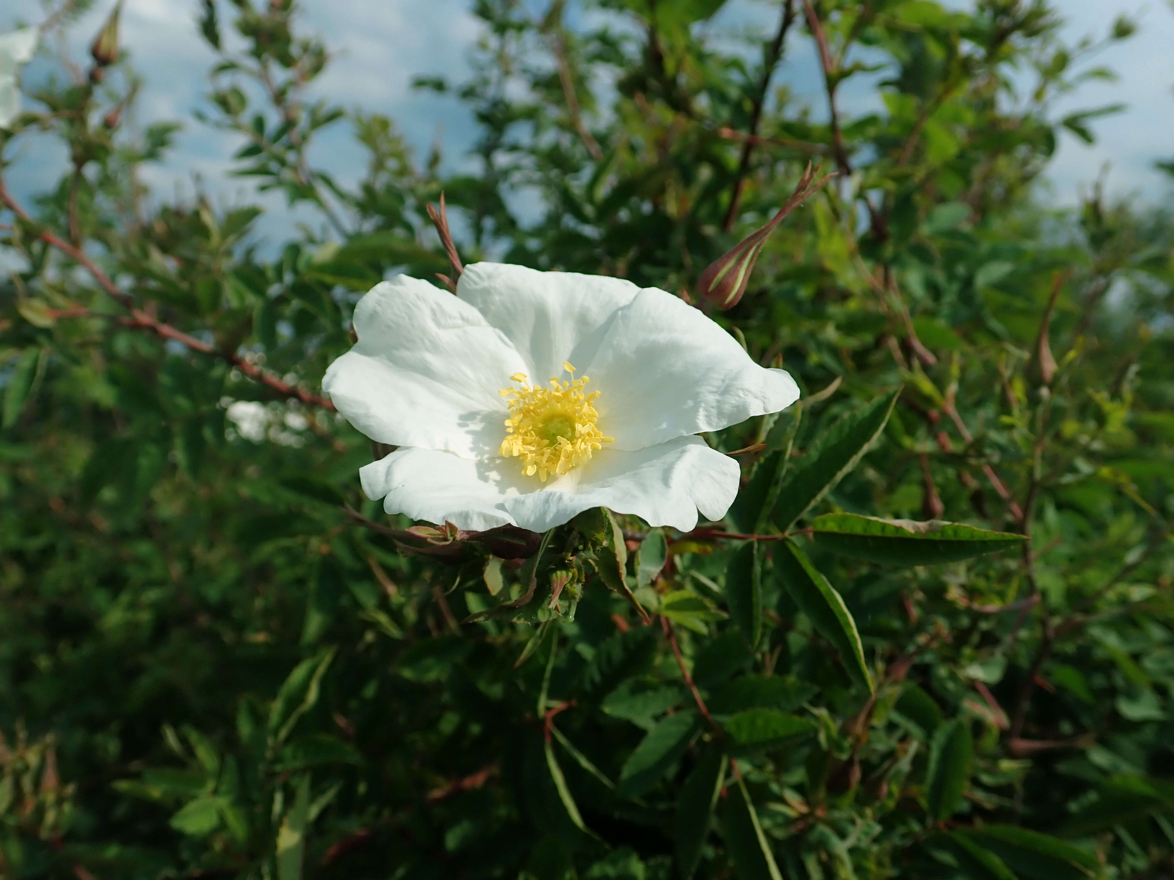 Image of Rosa beggeriana Schrenk