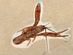 Image of Homarus hakelensis