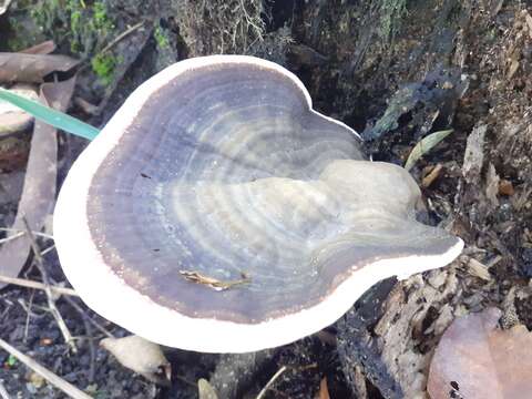 Image of Ganodermataceae