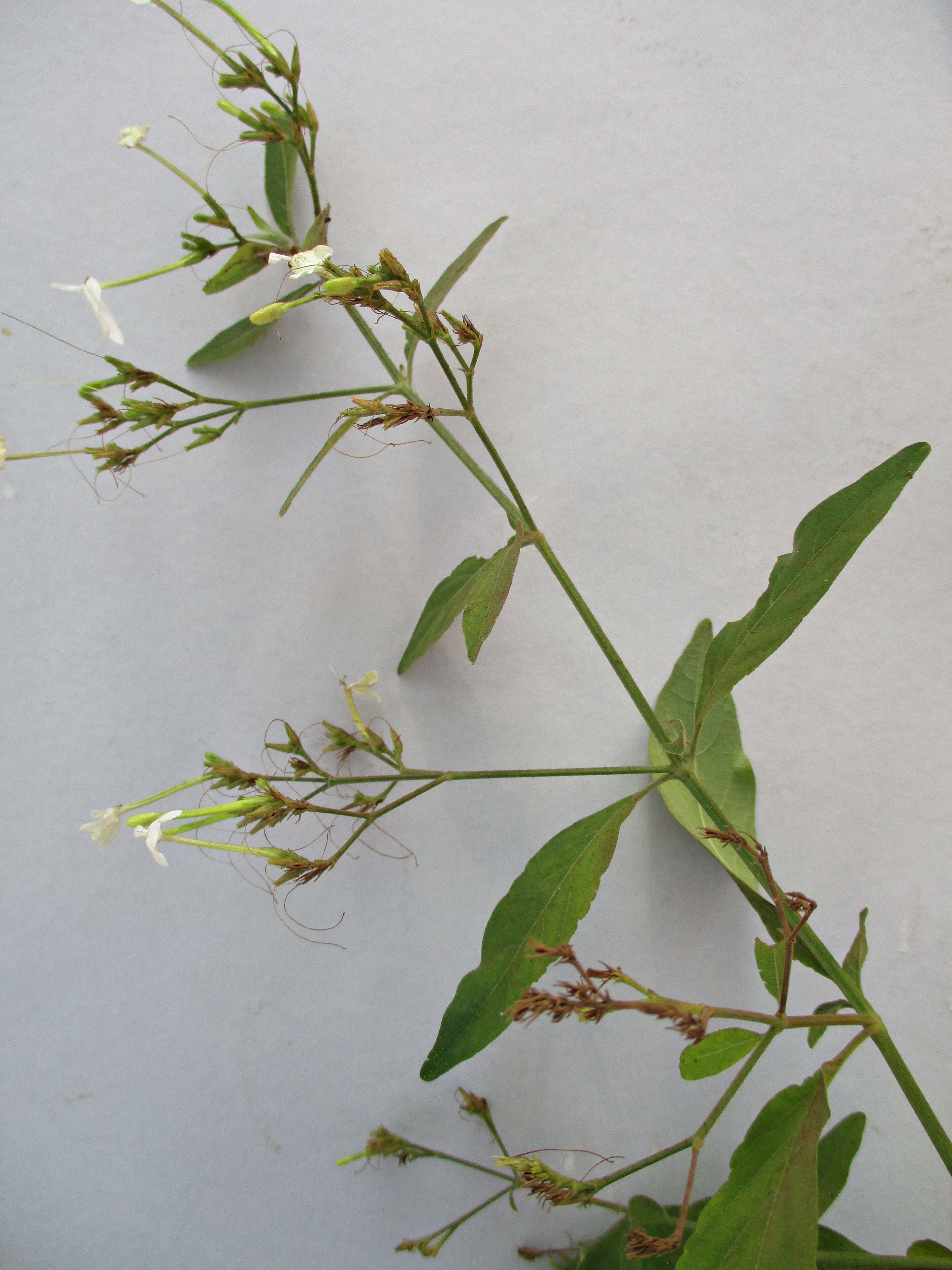 Rhinacanthus nasutus (L.) Kuntze resmi