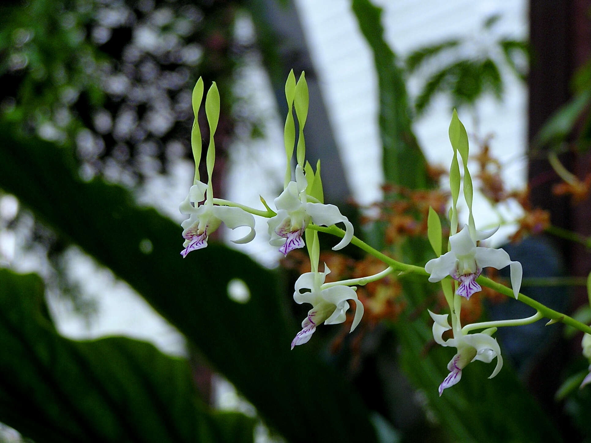 Image of Antelope orchid