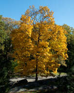 Image of shagbark hickory