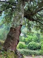 Image of Cork Oak