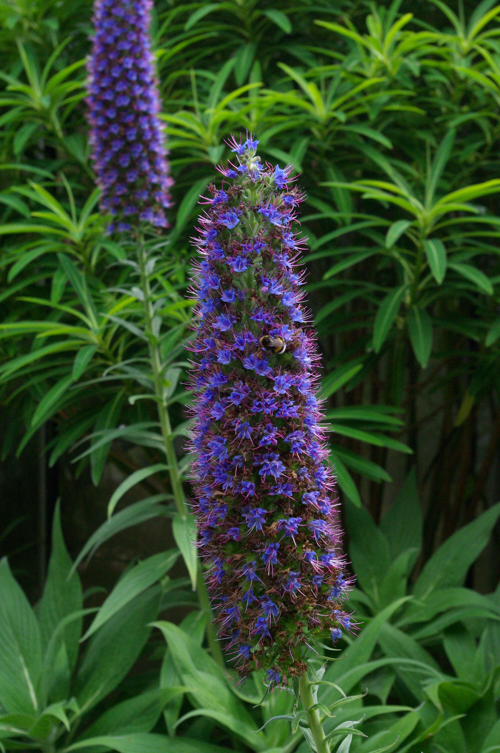 Imagem de Echium candicans L. fil.