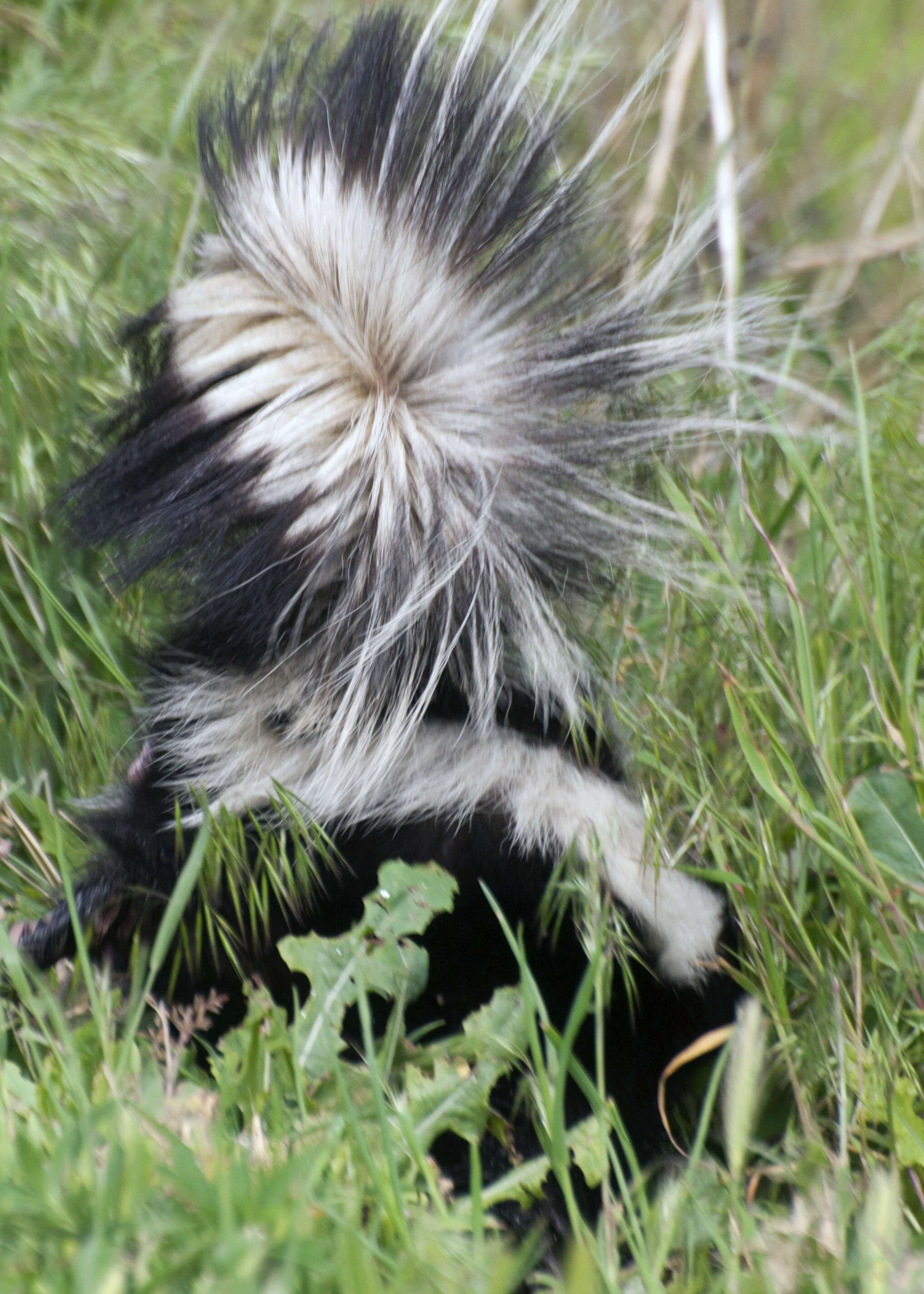 Image of Hooded and Striped Skunks